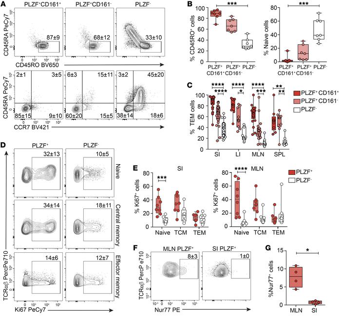 Fetal PLZF+CD4+ T cells exhibit a memory phenotype.
(A) Representative f...