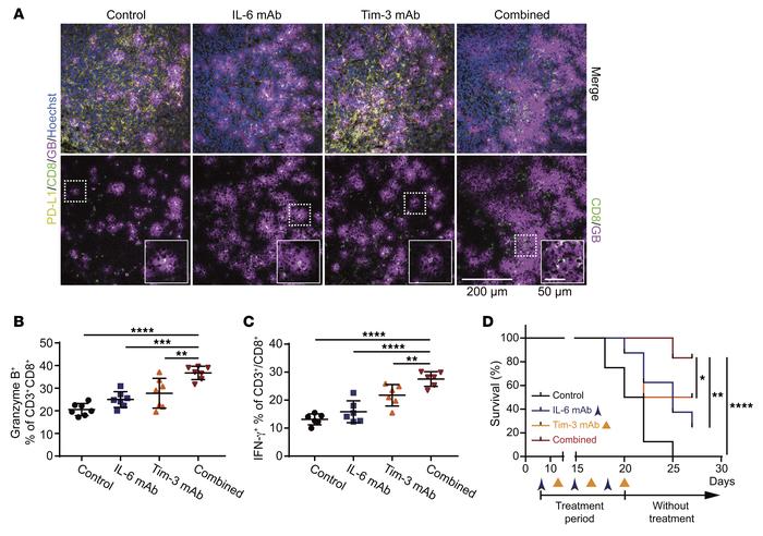 Anti–IL-6 and anti–Tim-3 combination therapy enhances the activity of cy...