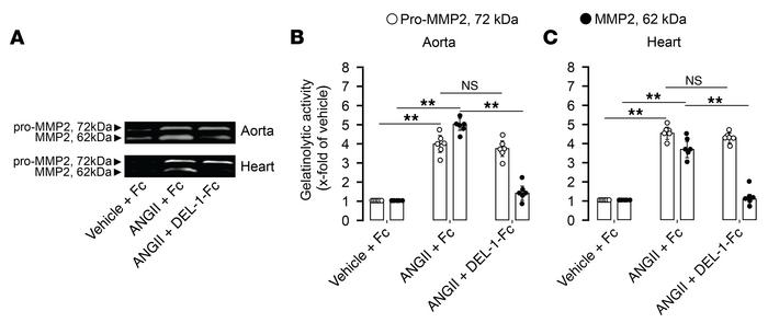 DEL-1–Fc–treated mice have low MMP2 activity in aorta and heart.
Levels ...
