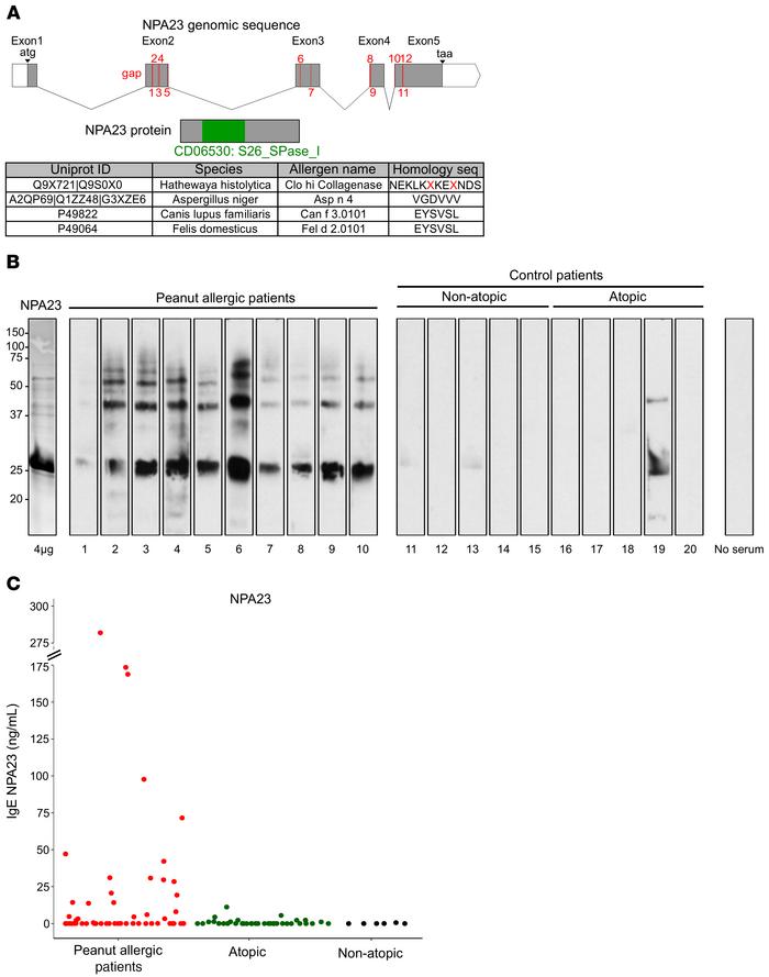 Discovery of 2 peanut allergens (NPA) using their TI profiles.
(A) Genom...