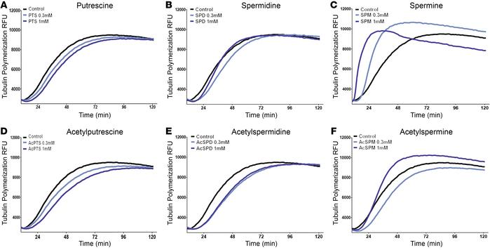 Polyamines and acetylpolyamines differentially affect tubulin polymeriza...