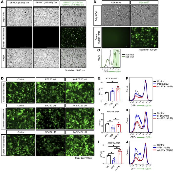 Polyamines decrease tau oligomerization while acetylpolyamines increase ...