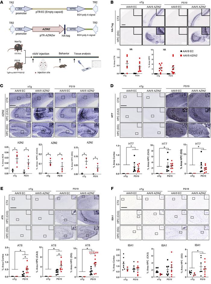 Overexpression of AZIN2 increased regional phosphorylated tau in the mou...