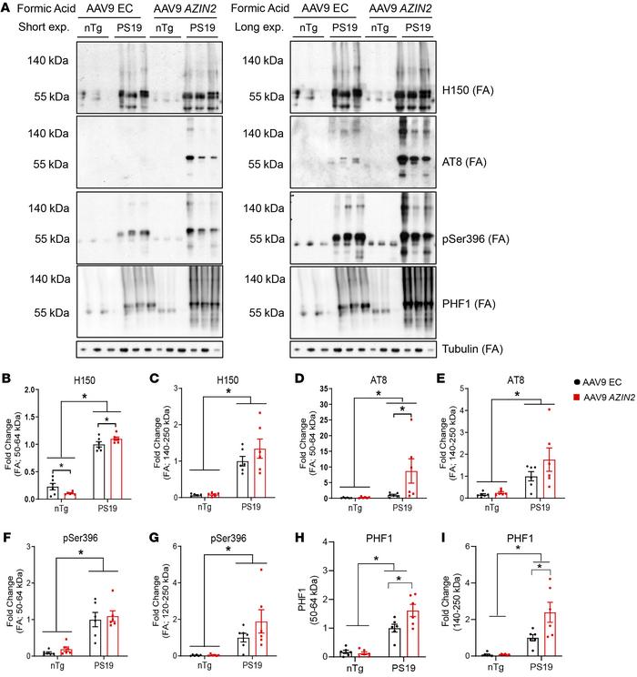 AZIN2 overexpression increases insoluble tau species.
(A) Representative...