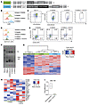 CAR-induced developmental shifting from T cell to NK cell–like differentiat