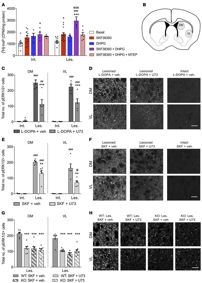 mGlu5 and D1 receptors interact to induce PLC signaling and ERK1/2 activ...