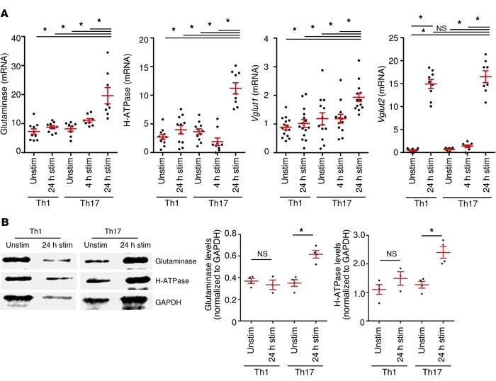 Upregulation of the vesicular glutamate release pathway upon stimulation...