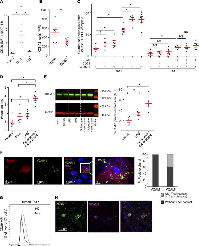 KV1.3-mediated glutamate release is enhanced by activation of β1-integri...