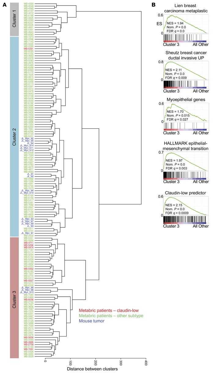 Myc;NeuNT molecular groups are observed in human HER2+ER– tumors.
(A) Un...
