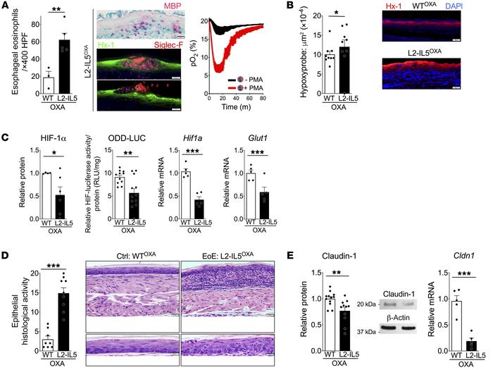 Prolonged and sustained hypoxia mediated by esophageal eosinophilia in e...