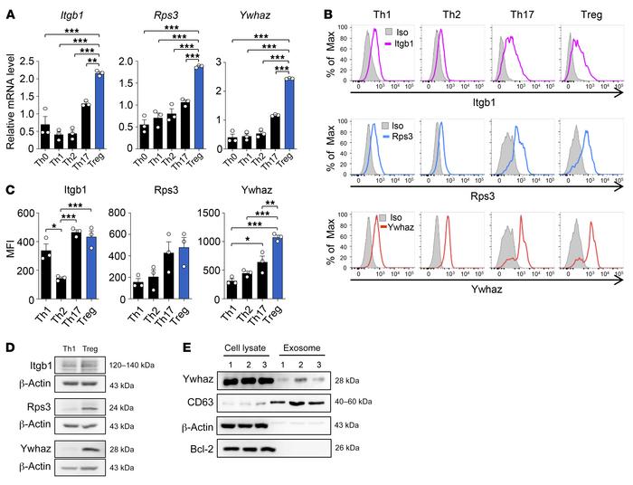 Expression of the 3 key regulators, Itgb1, Rps3, and Ywhaz, in T cells.
...