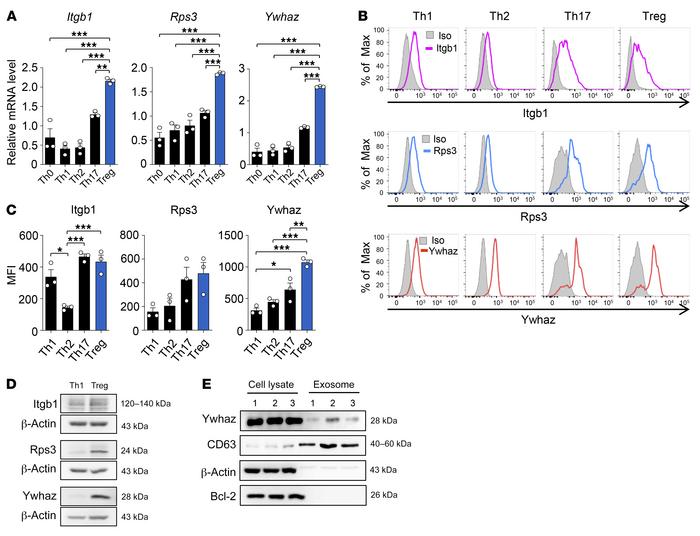 Expression of the 3 key regulators, Itgb1, Rps3, and Ywhaz, in T cells.
...