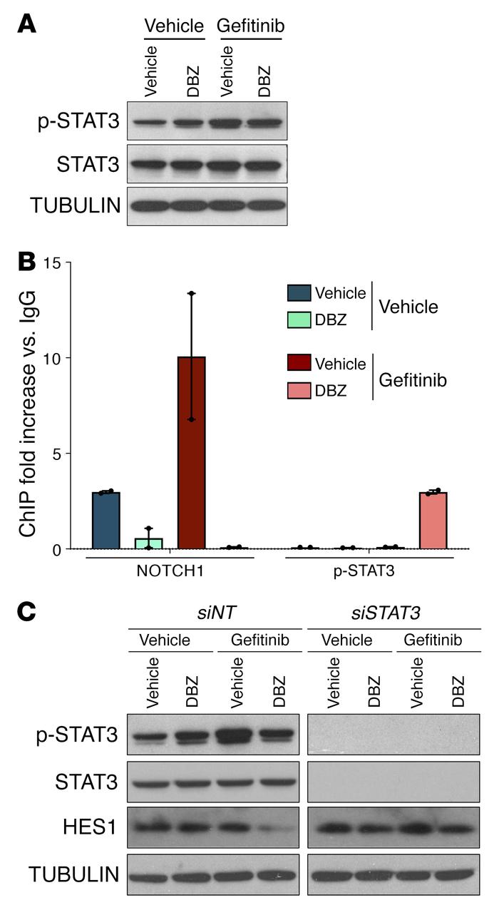 p-STAT3 directly binds to the HES1 promoter and inhibits its expression....