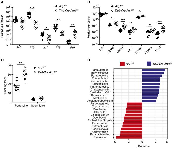 Enhanced recovery of FMT recipients from Tie2-Cre Arg1fl/fl donors is as...