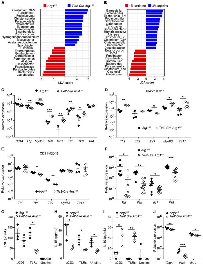 Deletion of Arg1 in endothelial and hematopoietic cells and l-arginine s...