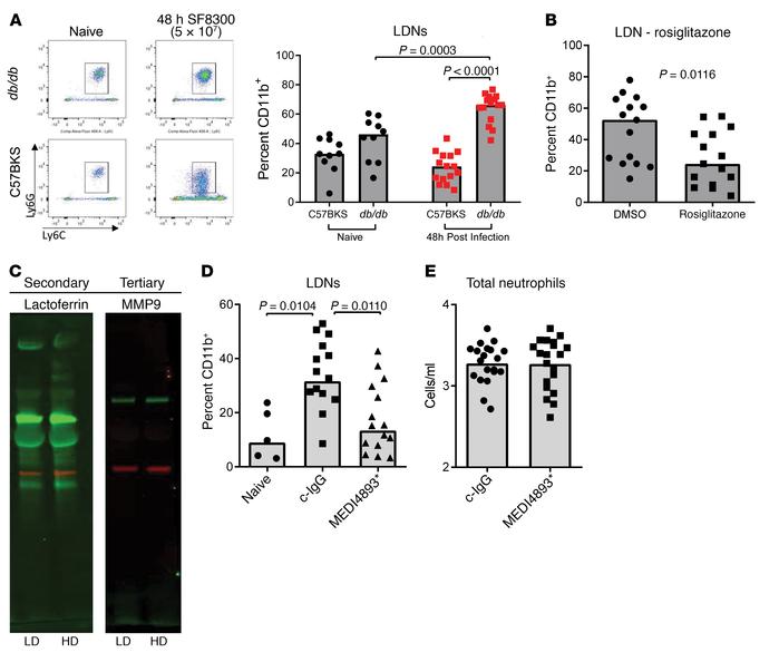 LDNs in diabetic mice.
(A) FACS analysis of CD45+CD11b+ cells in the blo...