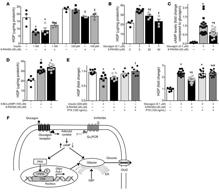 PAHSAs directly inhibit basal and glucagon-stimulated EGP in isolated he...