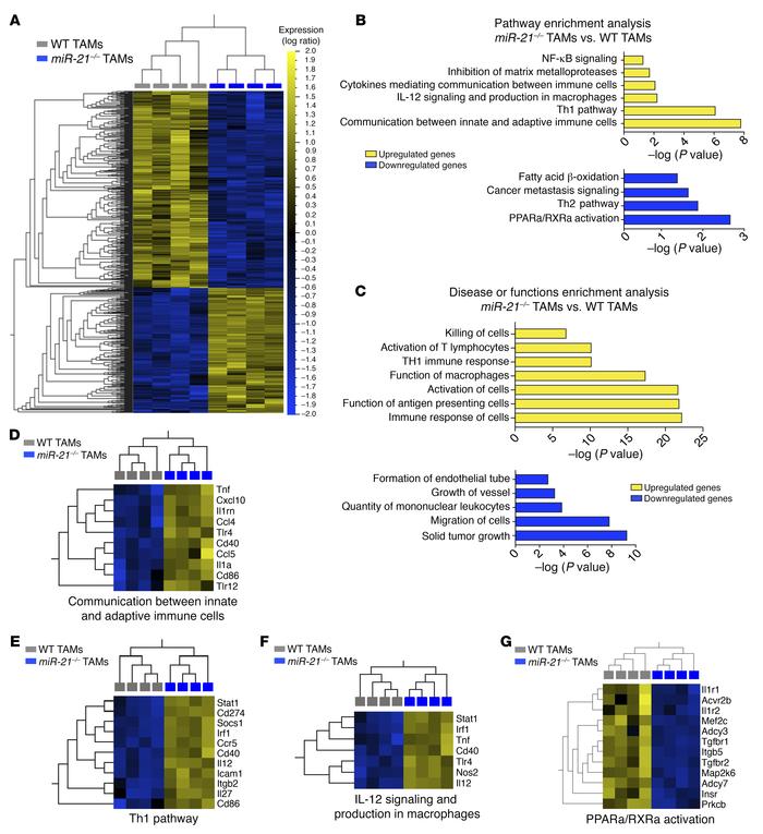 Differential gene expression of TAMs in the absence of miR-21 expression...
