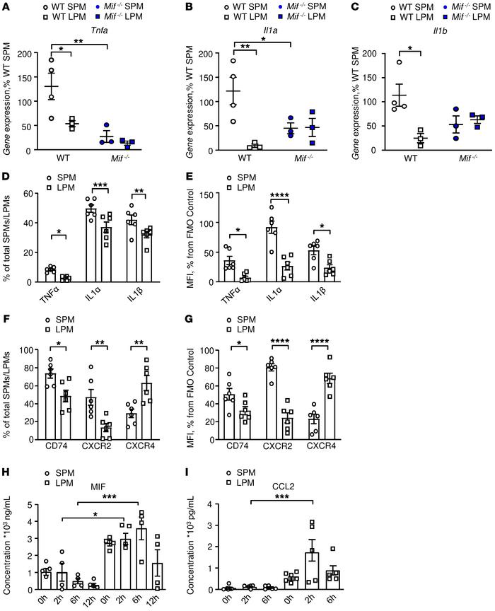 LPMs express higher levels of MIF and CCL2 than SPMs.
(A–C) Confirmation...