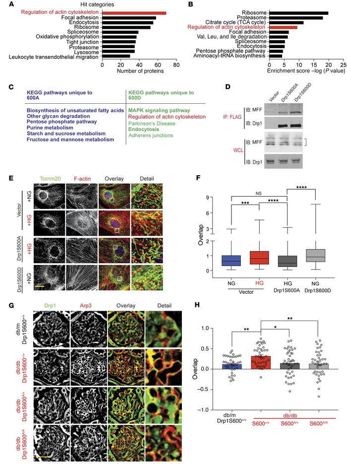 Actin cytoskeleton interacts with p-Drp1S600 and mitochondria.
Cultured ...