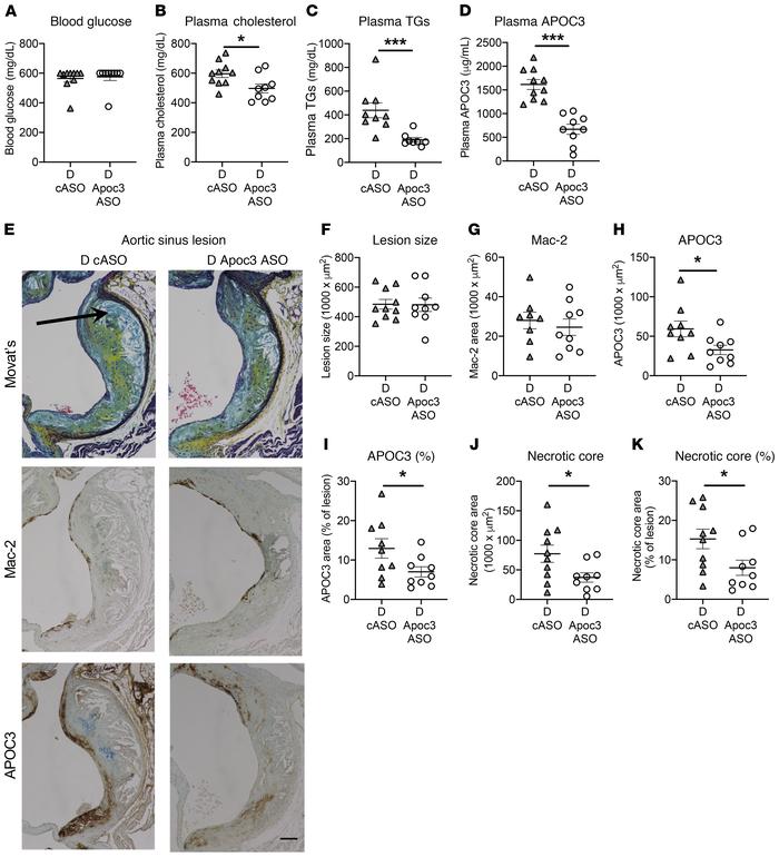 Apoc3 ASO treatment reduces necrotic cores in preexisting lesions in dia...