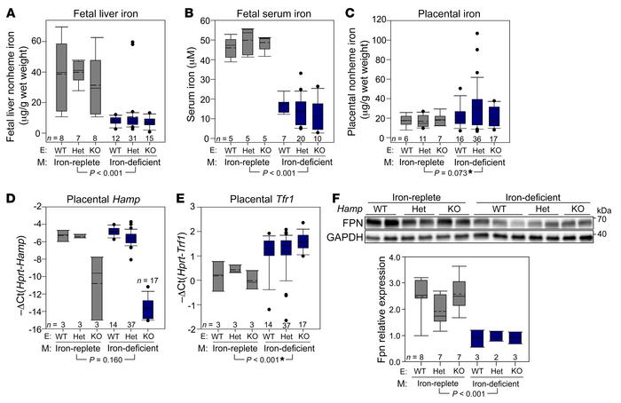 Placental and embryonic hepcidin does not regulate placental iron homeos...