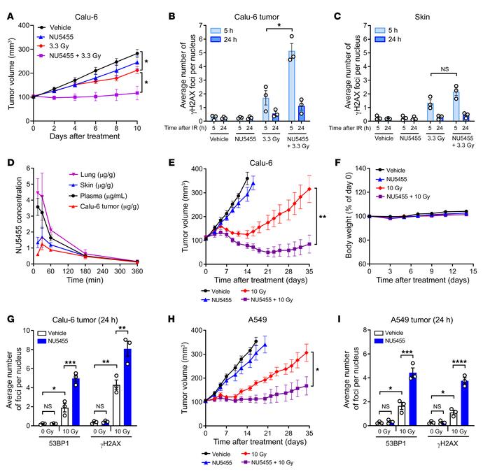 NU5455 preferentially augments radiotherapy in subcutaneous Calu-6 and A...