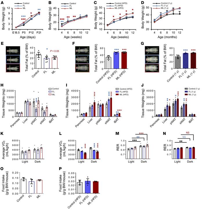 Body weight trajectories and body composition are altered in FL and ML o...