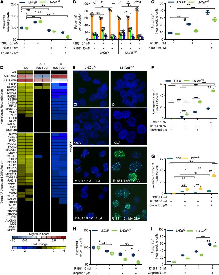 Supraphysiological androgen concentrations influence the growth of PC ce...