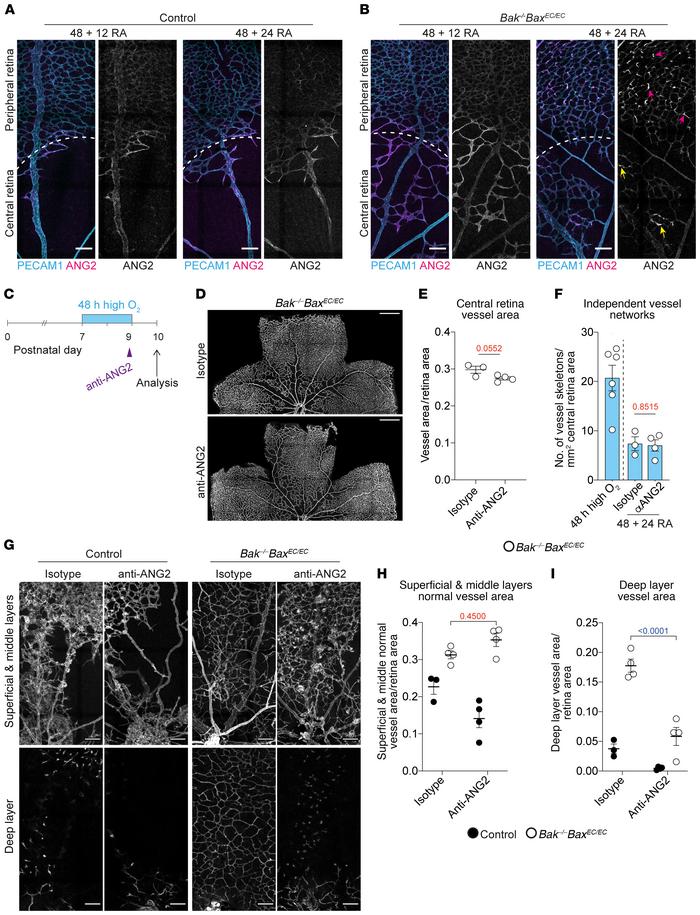 ANG2 is not required for vessel reassembly but is required for expansion...