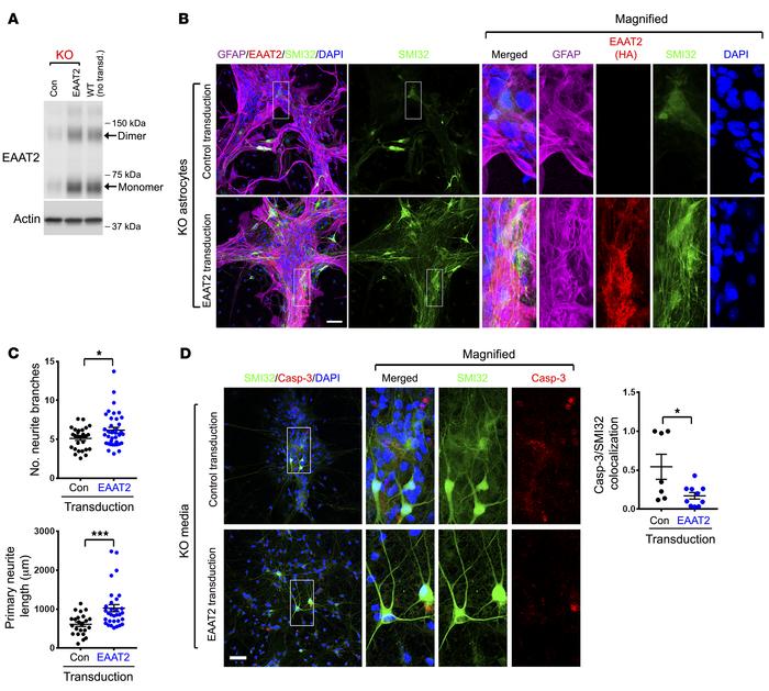 Restoration of EAAT2 levels suppresses astroglial neurotoxicity with mem...