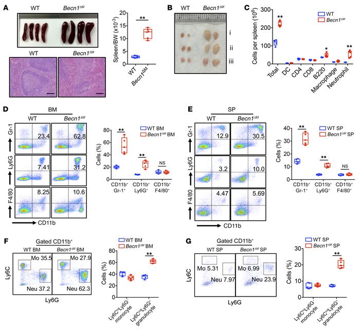 Characterization and phenotypic analysis of Becn1ΔM mice.
(A) SP size co...