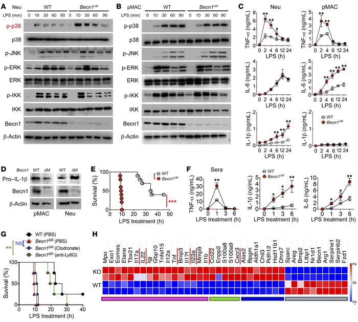 Cell type–specific regulation of Becn1 in proinflammatory signaling path...