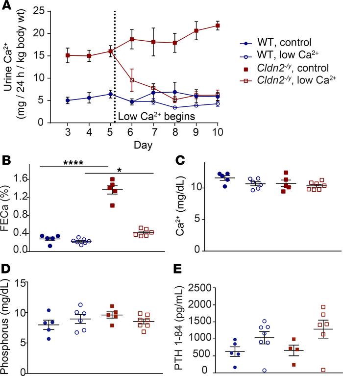 Hypercalciuria in Cldn2–/y mice is sensitive to dietary calcium intake.
...