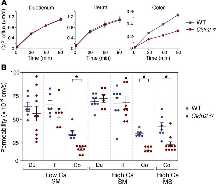 Everted sac assays of intestinal permeability.
(A) Serosal-to-mucosal ca...