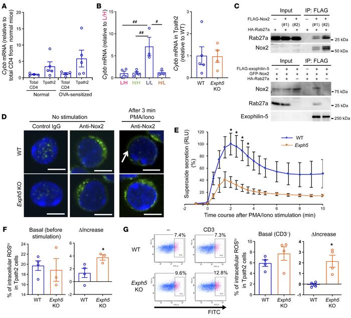 Exophilin-5 deficiency inhibits intracellular trafficking of Nox2 upon s...