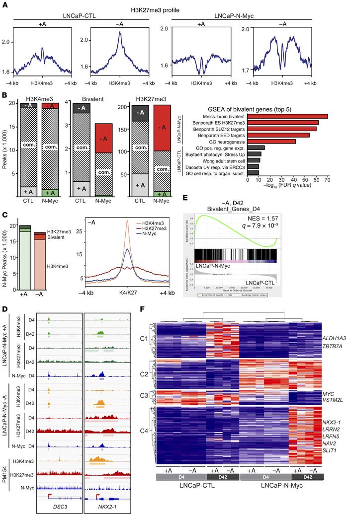 N-Myc promotes bivalency on neural lineage genes.
(A) H3K27me3 binding p...