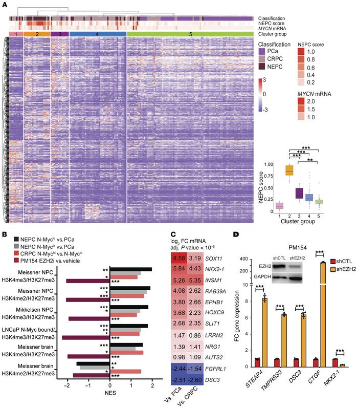 N-Myc–induced bivalent genes are clinically relevant.
(A) Left: Unsuperv...