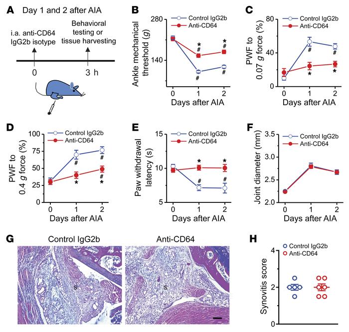 Acute pharmacological blockade of FcγRI attenuates AIA-associated pain i...