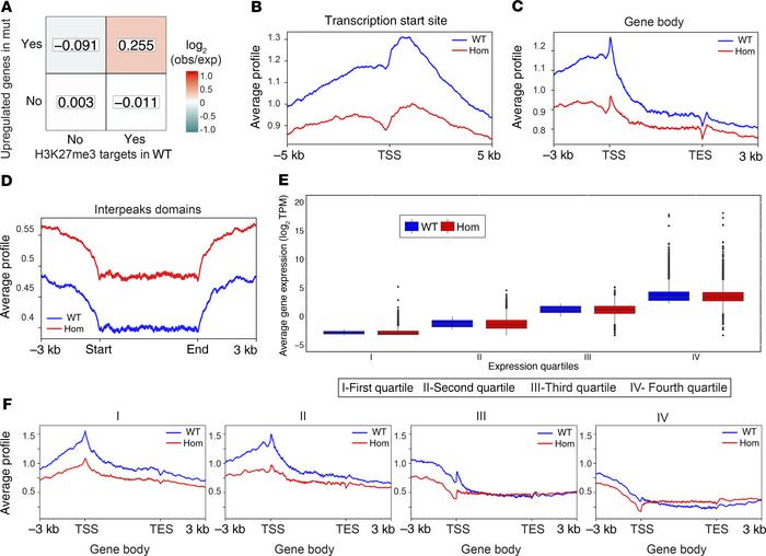 
LmnaΔ8–11–/– dystrophic MuSCs display PcG displacement.
(A) Heatmap rep...