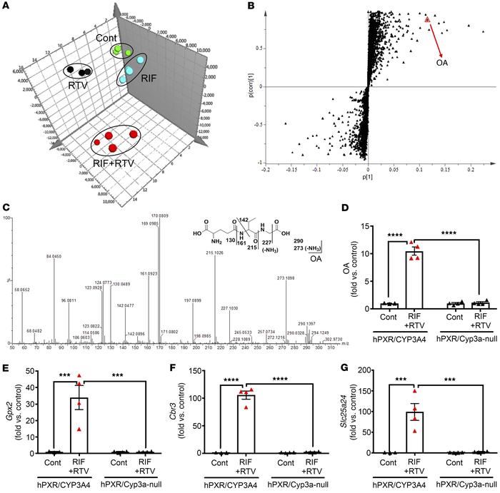 Metabolomics reveals oxidative stress in the liver of hPXR/CYP3A4 mice p...