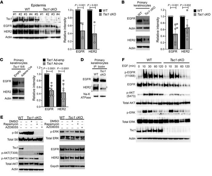 mTORC1 hyperactivation in Tsc1-cKO epidermis and keratinocytes downregul...