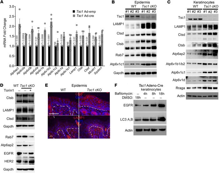 mTORC1 activates lysosomal gene expression.
(A) qRT-PCR showing upregula...