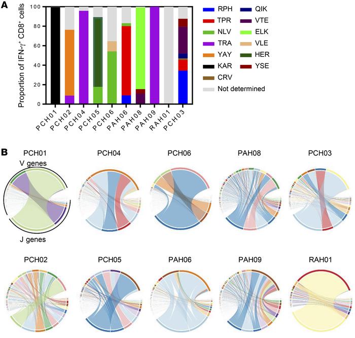 Characterization of the clonotypic composition of cell therapy products....