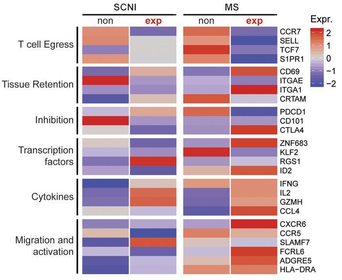 Heatmap of gene expression levels of nonexpanded and expanded CD8+ T cel...
