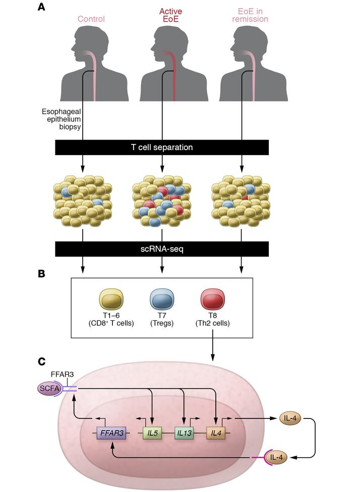 Single-cell RNA-seq–based identification of a role for FFAR3 in Th2 cell...