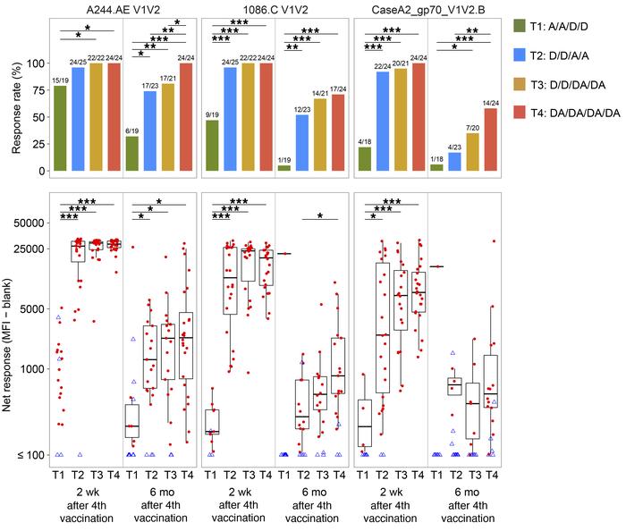 IgG binding-antibody responses 2 weeks and 6 months after the fourth vac...