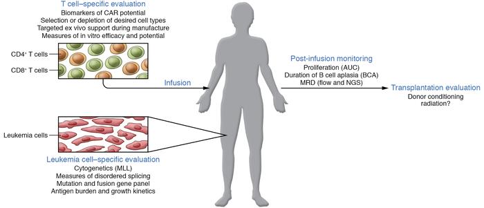 Model of the factors influencing CAR T cell response and persistence.
T ...