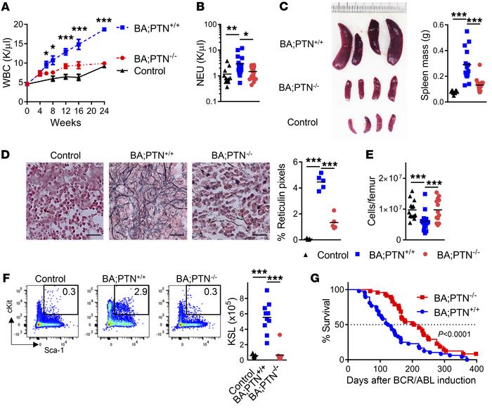 PTN is necessary for CML pathogenesis in BA mice.
(A) WBCs over time in ...