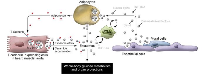 Exosome-mediated transfer of signals and substances controls whole-body ...